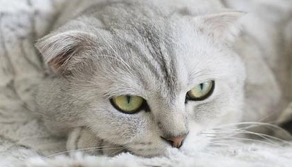 B体育移动端-男单短节目排名11 金博洋：对得起这四年的努力